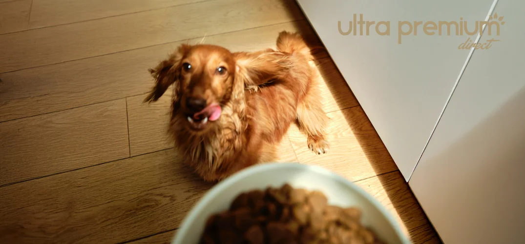 teckel poil long qui mange